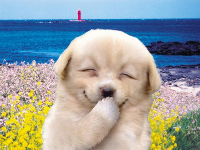바탕화면으로 쓰기 좋은 귀여운 강아지 이미지들입니다. 강아지 Tooli의 고전게임